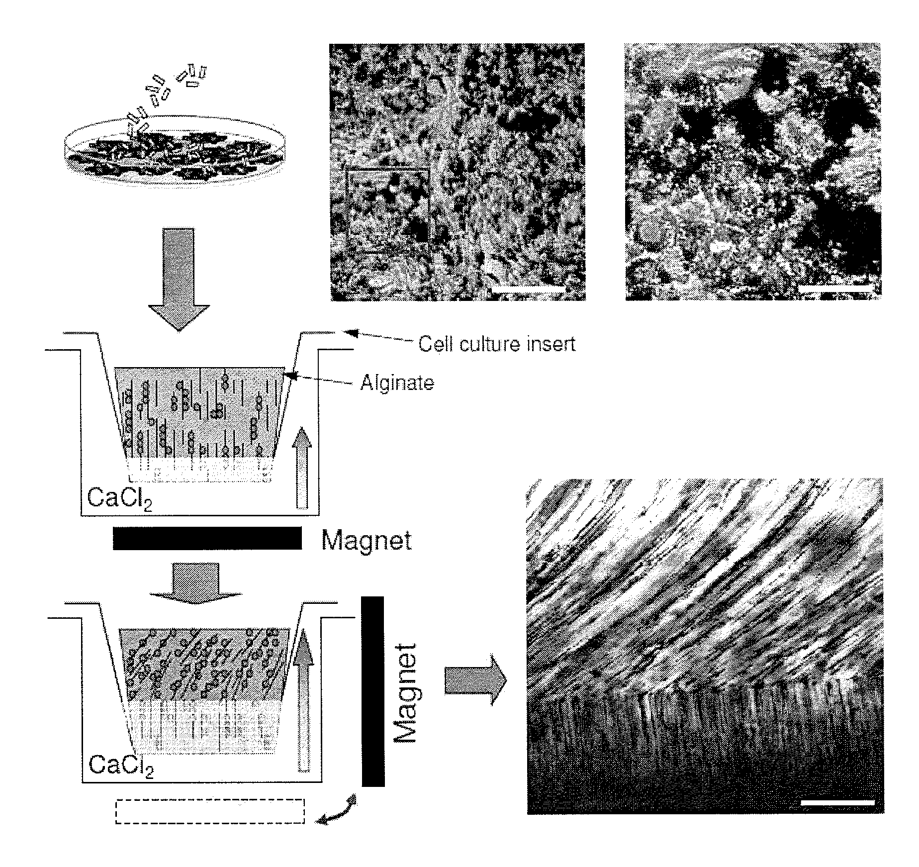 In situ tissue engineering using magnetically guided three dimensional cell patterning