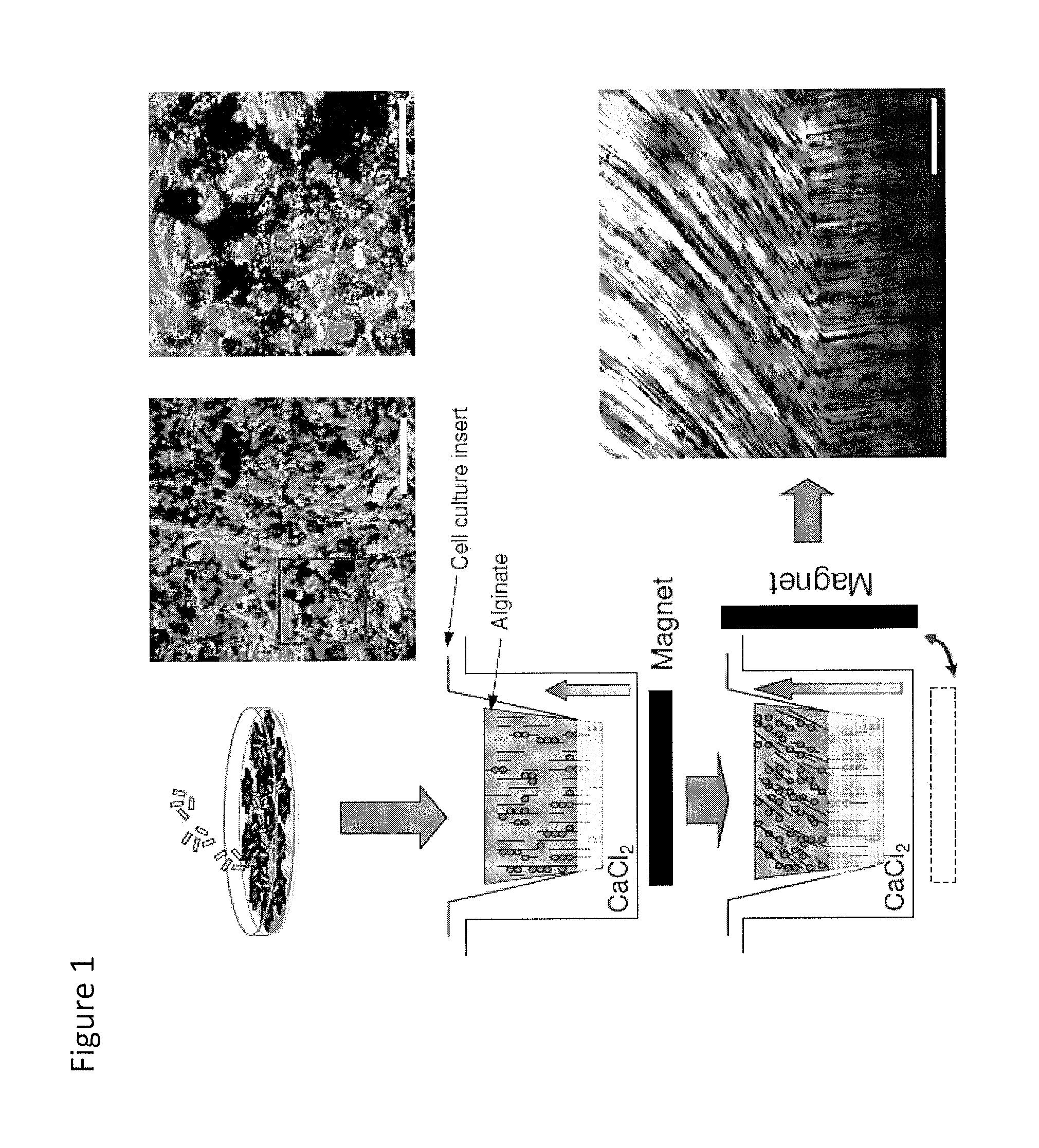 In situ tissue engineering using magnetically guided three dimensional cell patterning