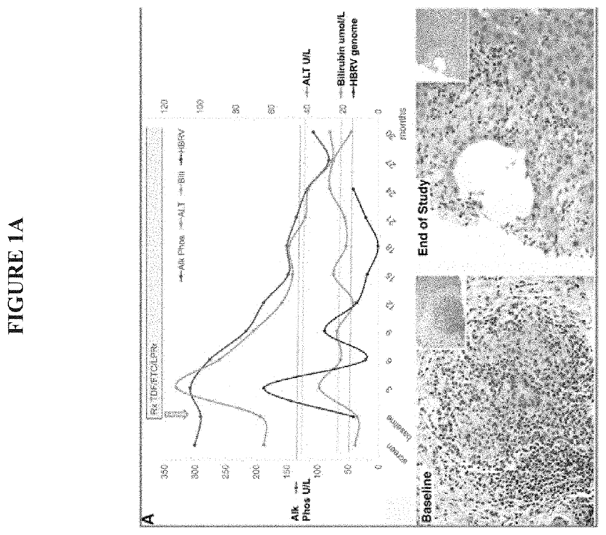 Betaretrovirus epitopes and related methods of use