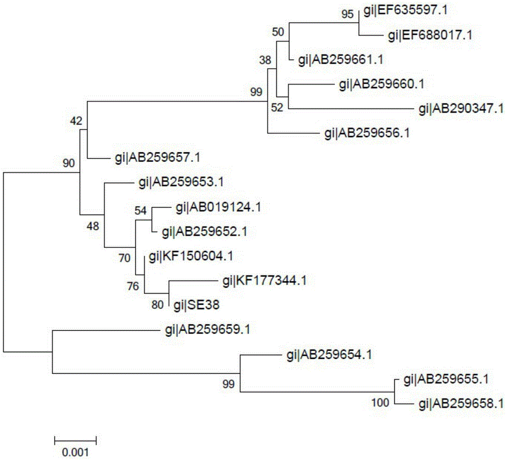 Erysipelothrix rhusiopathiae subunit vaccine, preparation method and application