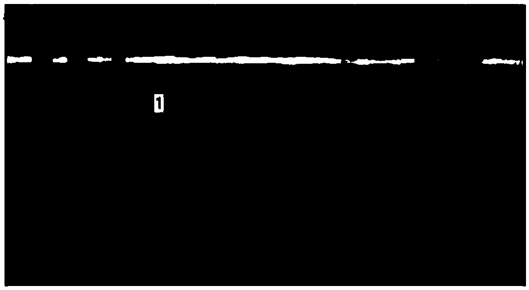 High-frequency ultrasonic online monitoring method for internal defects of metal movable molten pool