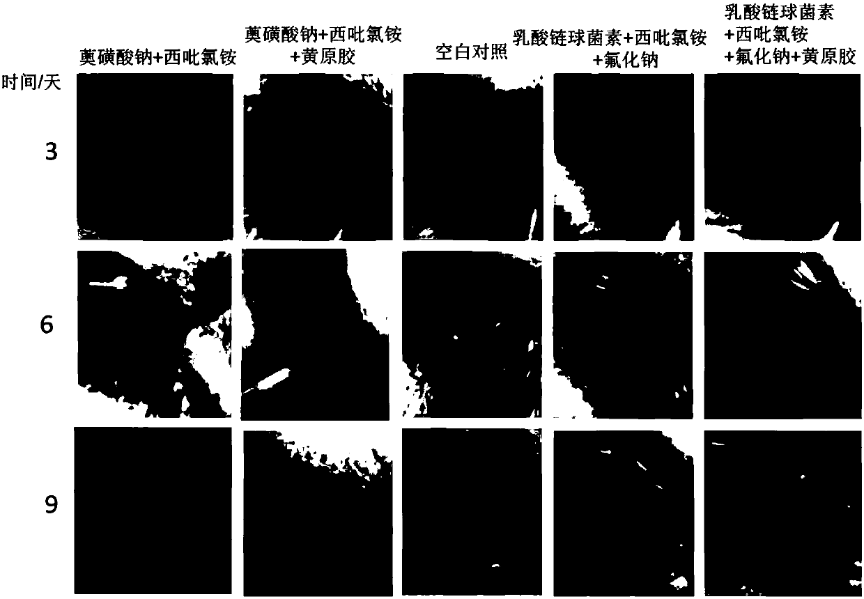 Preparation and application of nisin, cetylpyridinium chloride and sodium fluoride compound gel