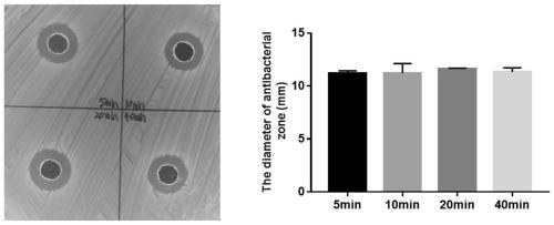 Barley worm natural antibacterial protein and preparation method and application thereof