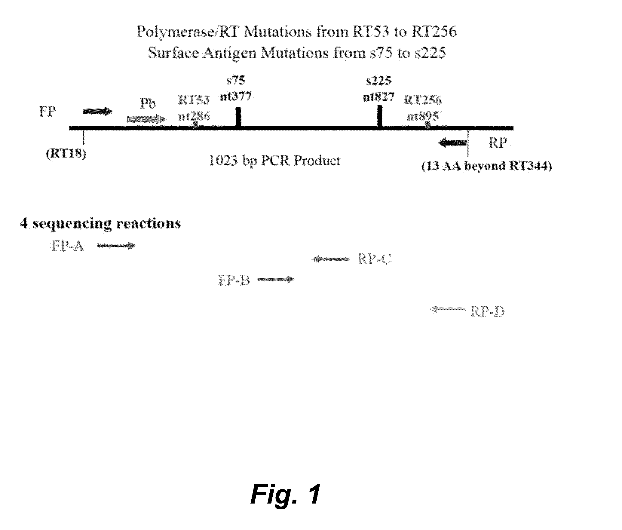 Hepatitis B virus typing and resistance assay