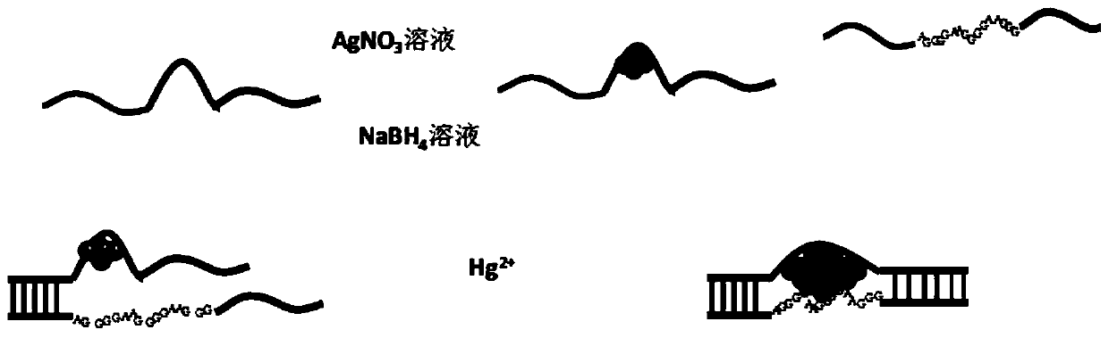 A method for the ultrasensitive detection of mercury ions based on the t-hg(ii)-t structure-based agncs probe