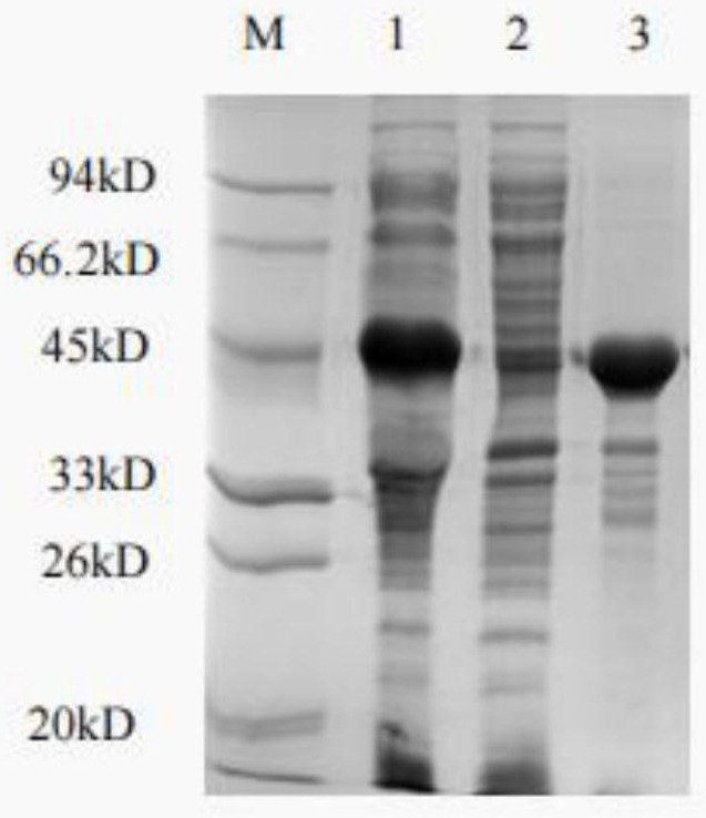 Monoclonal antibody for resisting CA125 protein and cell strain, preparation method and application thereof