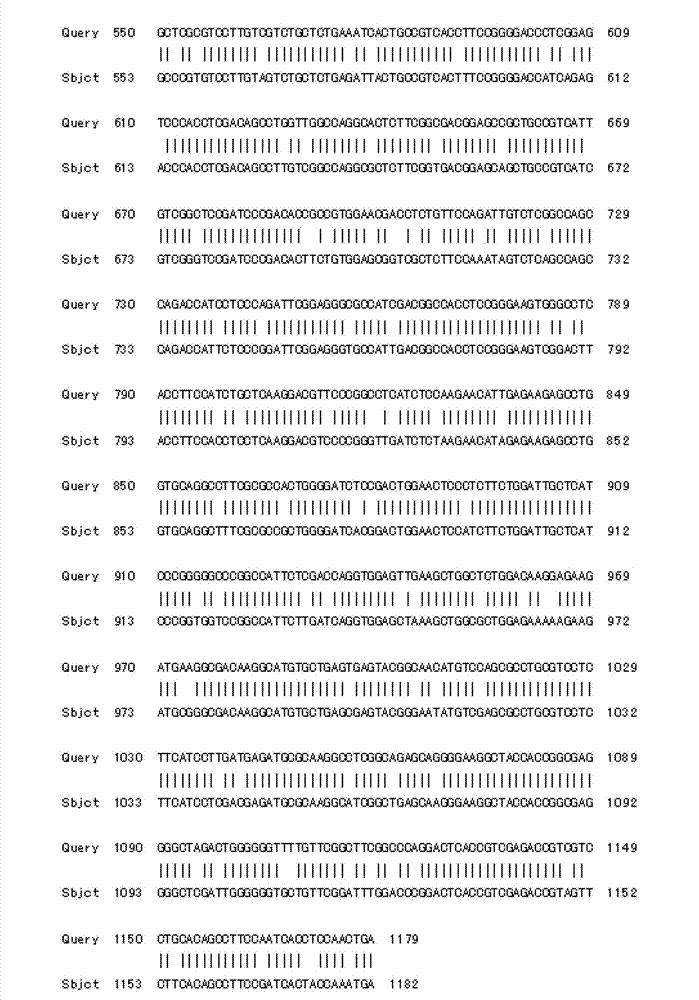 Tulip chalcone synthase TfCHS protein, and coding gene and probe thereof