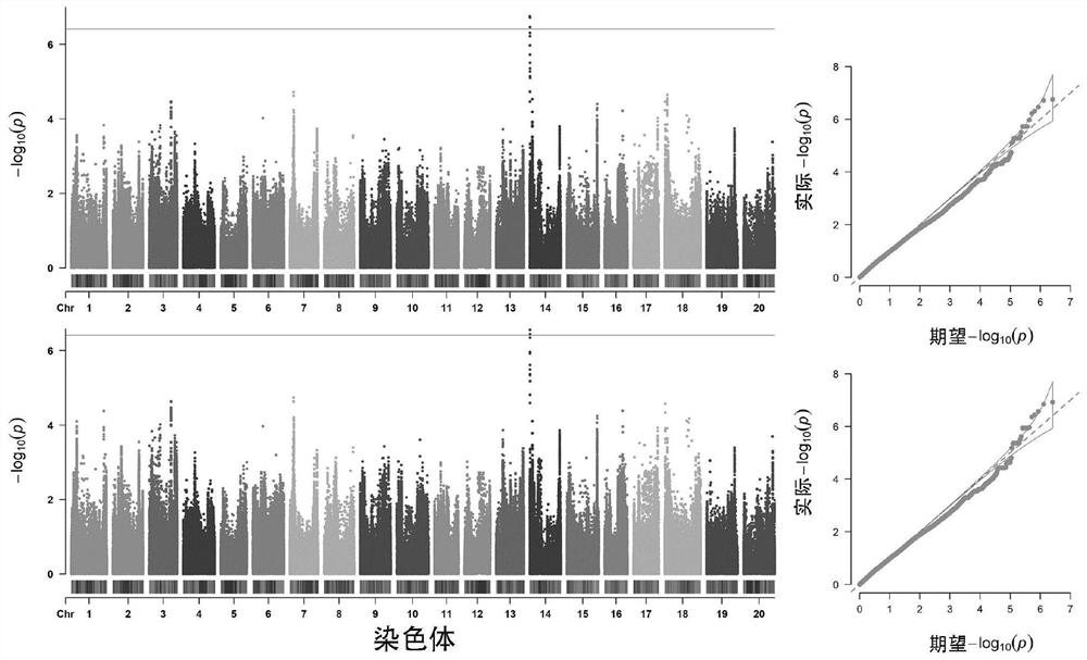 Single nucleotide mutation site SNP and KASP markers significantly associated with soybean protein content and application thereof