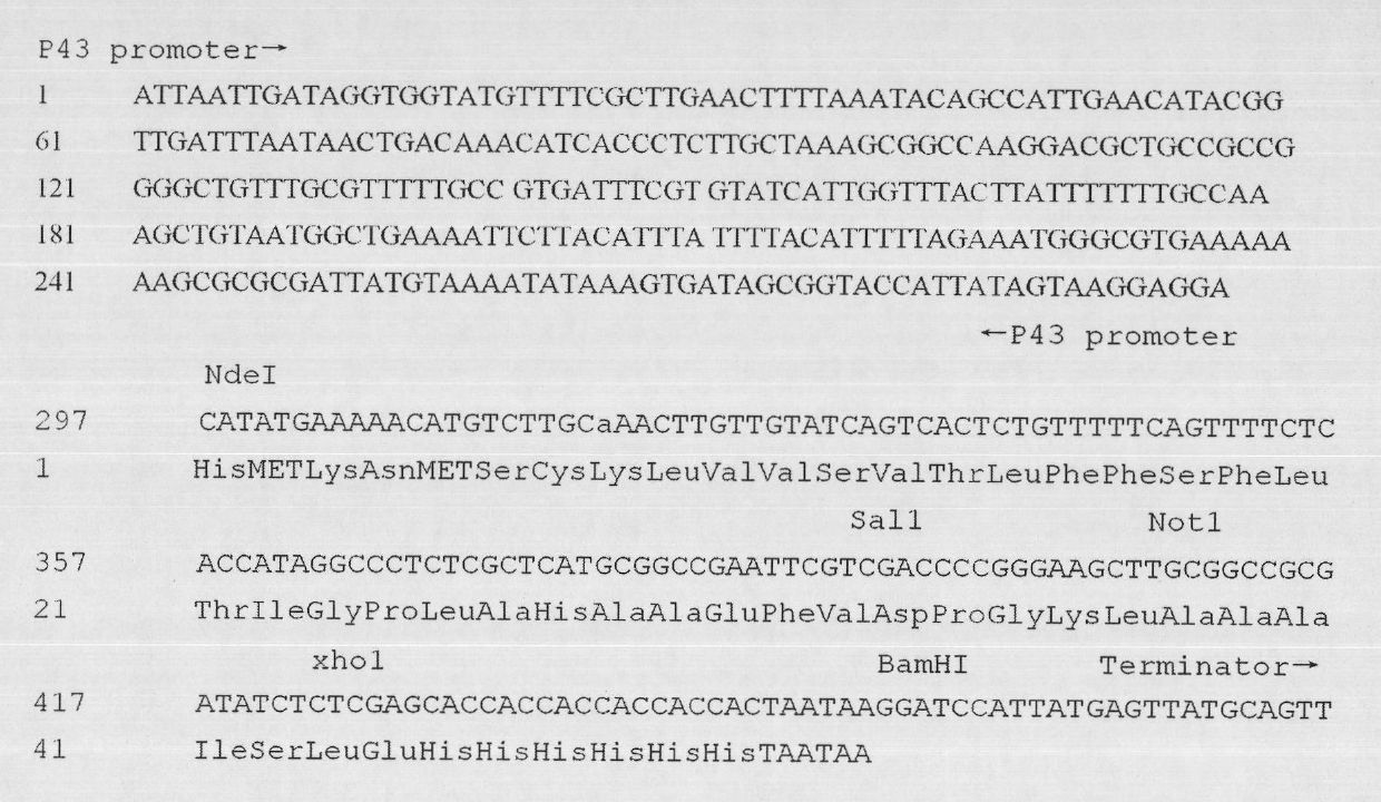 Escherichia coli-bacillus subtilis shuttle expression vector and application thereof