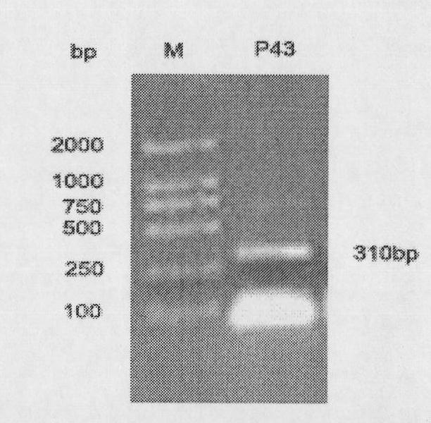 Escherichia coli-bacillus subtilis shuttle expression vector and application thereof