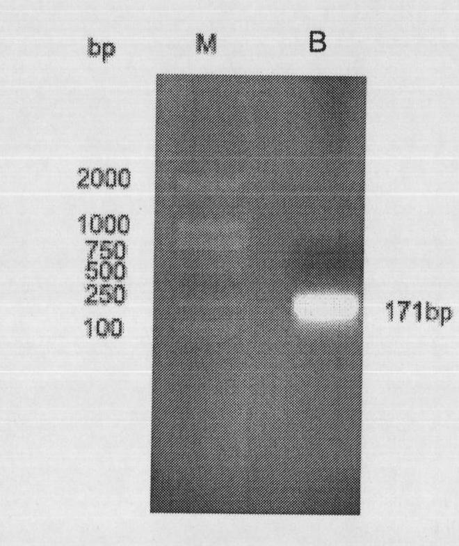 Escherichia coli-bacillus subtilis shuttle expression vector and application thereof