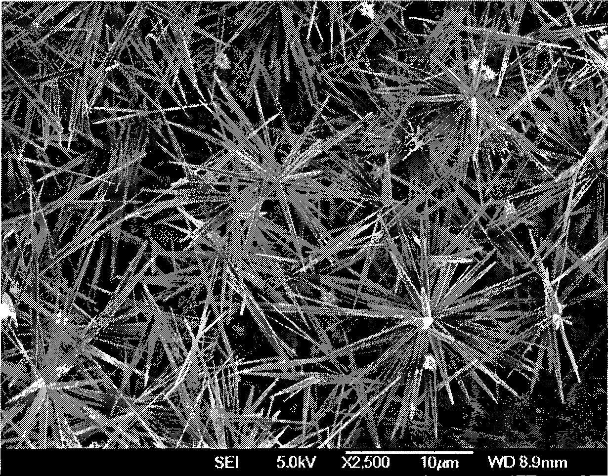 Water polyurethane base flower cluster-shaped zinc oxide nanometer whisker antibiotic composite material, preparation method and use thereof