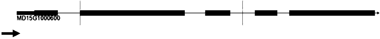 MdABCG gene promoter deletion fragment, and application thereof in detection of dwarfing of apple plants