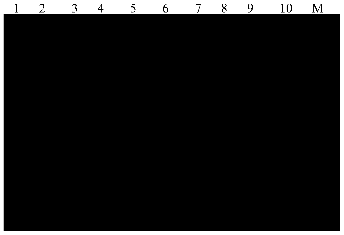 MdABCG gene promoter deletion fragment, and application thereof in detection of dwarfing of apple plants