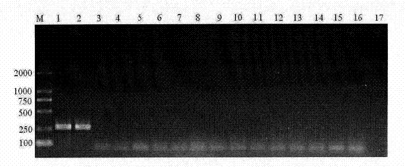 Primer pair for identifying booklice in stored booklices and application thereof