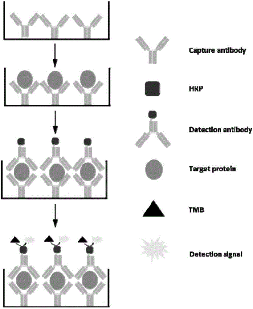 Application of SR-A as diagnostic marker and intervention target for rheumatoid arthritis