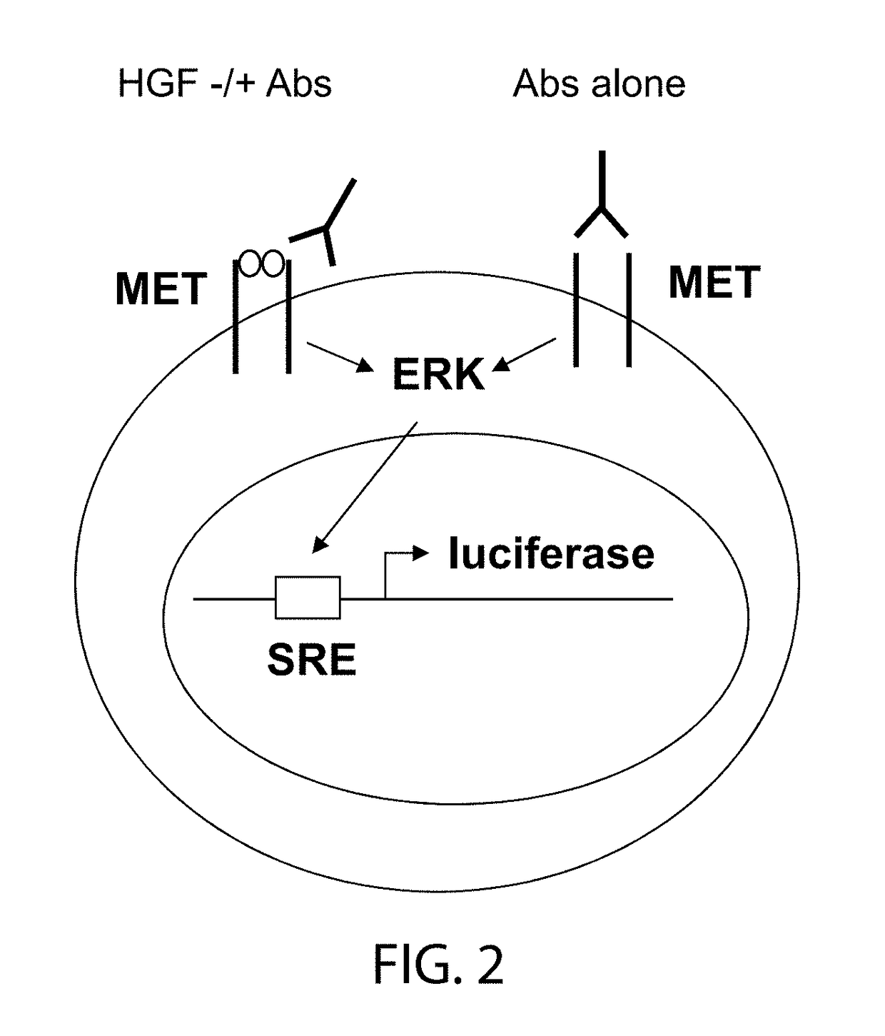 Anti-met antibodies, bispecific antigen binding molecules that bind met, and methods of use thereof