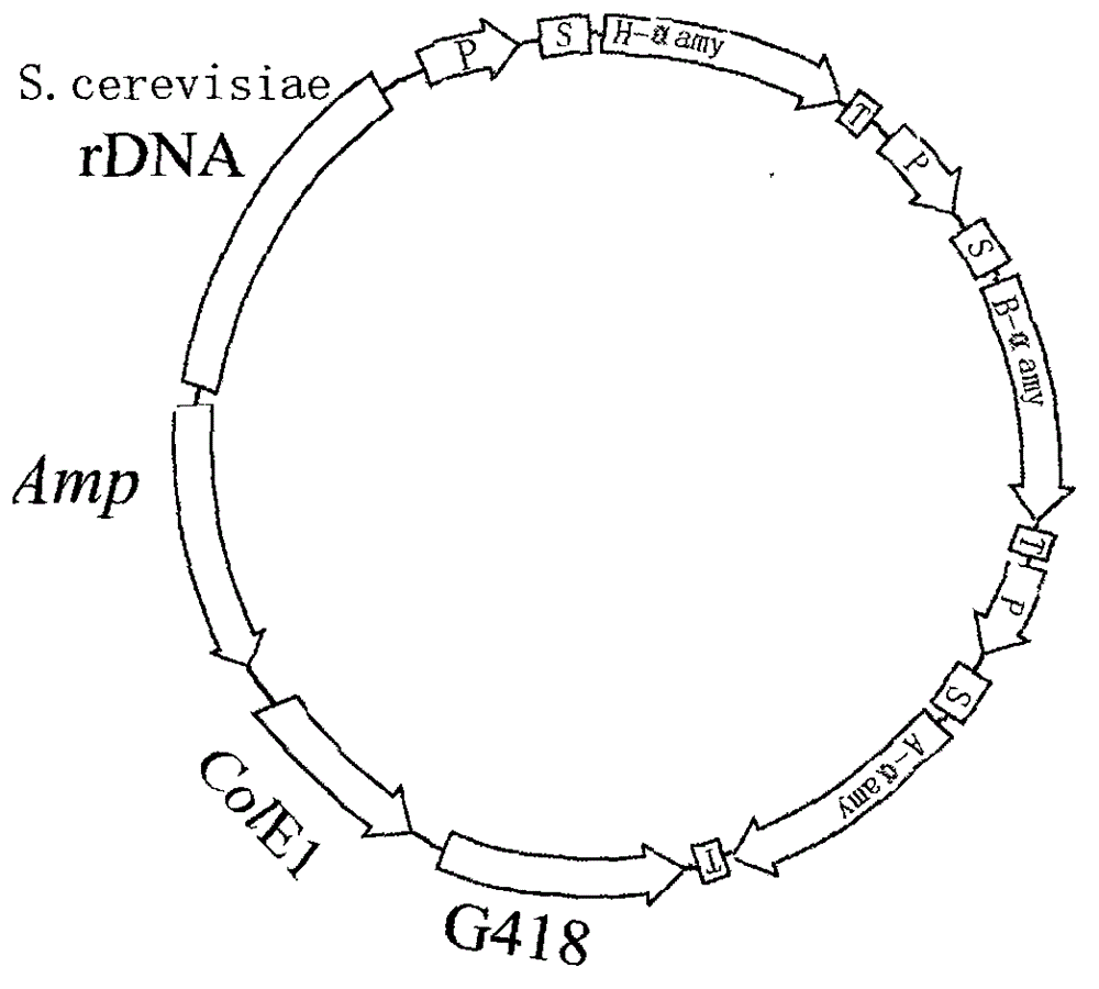 Method for producing alpha amylase