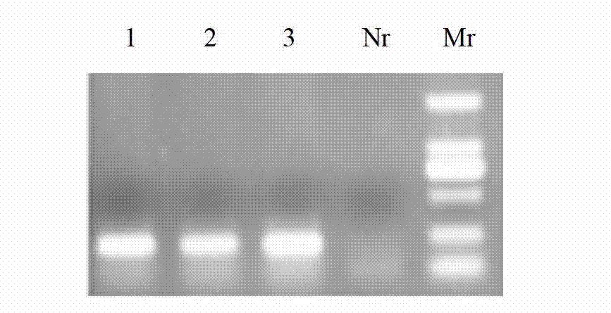 Method for obtaining high-quality fermented grain microorganism genome DNA (deoxyribonucleic acid) by pretreatment