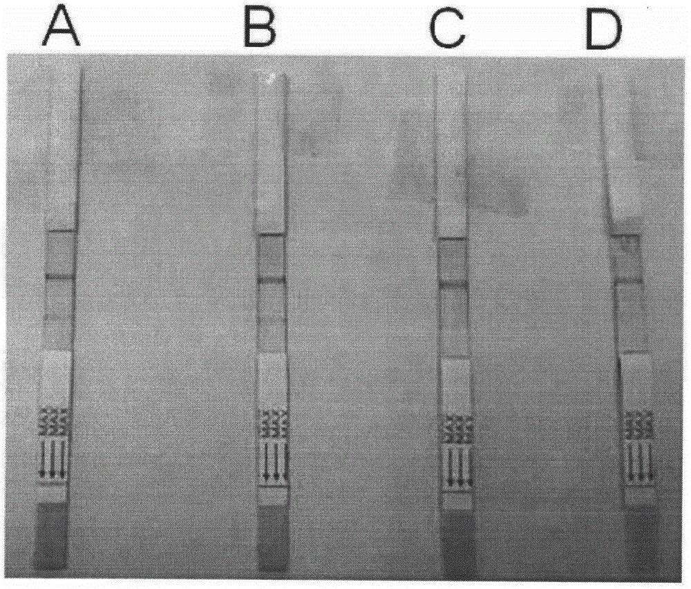 Method for rapidly detecting CP4-EPSPS in transgenic plant