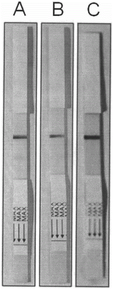 Method for rapidly detecting CP4-EPSPS in transgenic plant