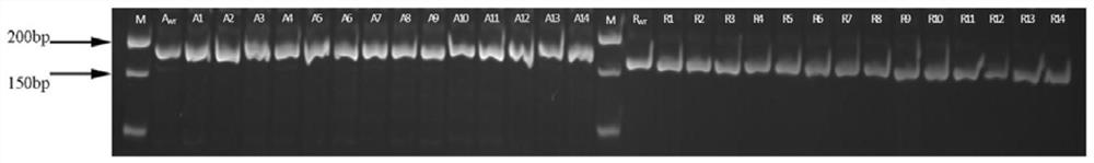 Primer pair, kit containing same, use and method for detecting ecotypes a17 and r108 of Medicago truncatula