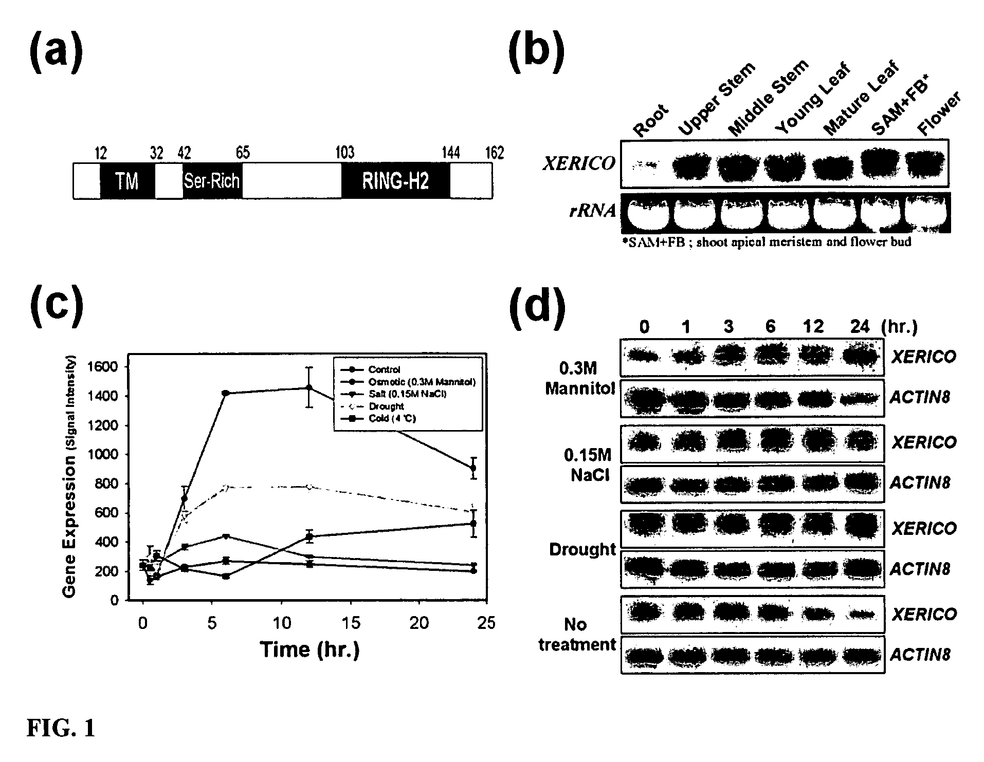 DNA encoding ring zinc-finger protein and the use of the DNA in vectors and bacteria and in plants