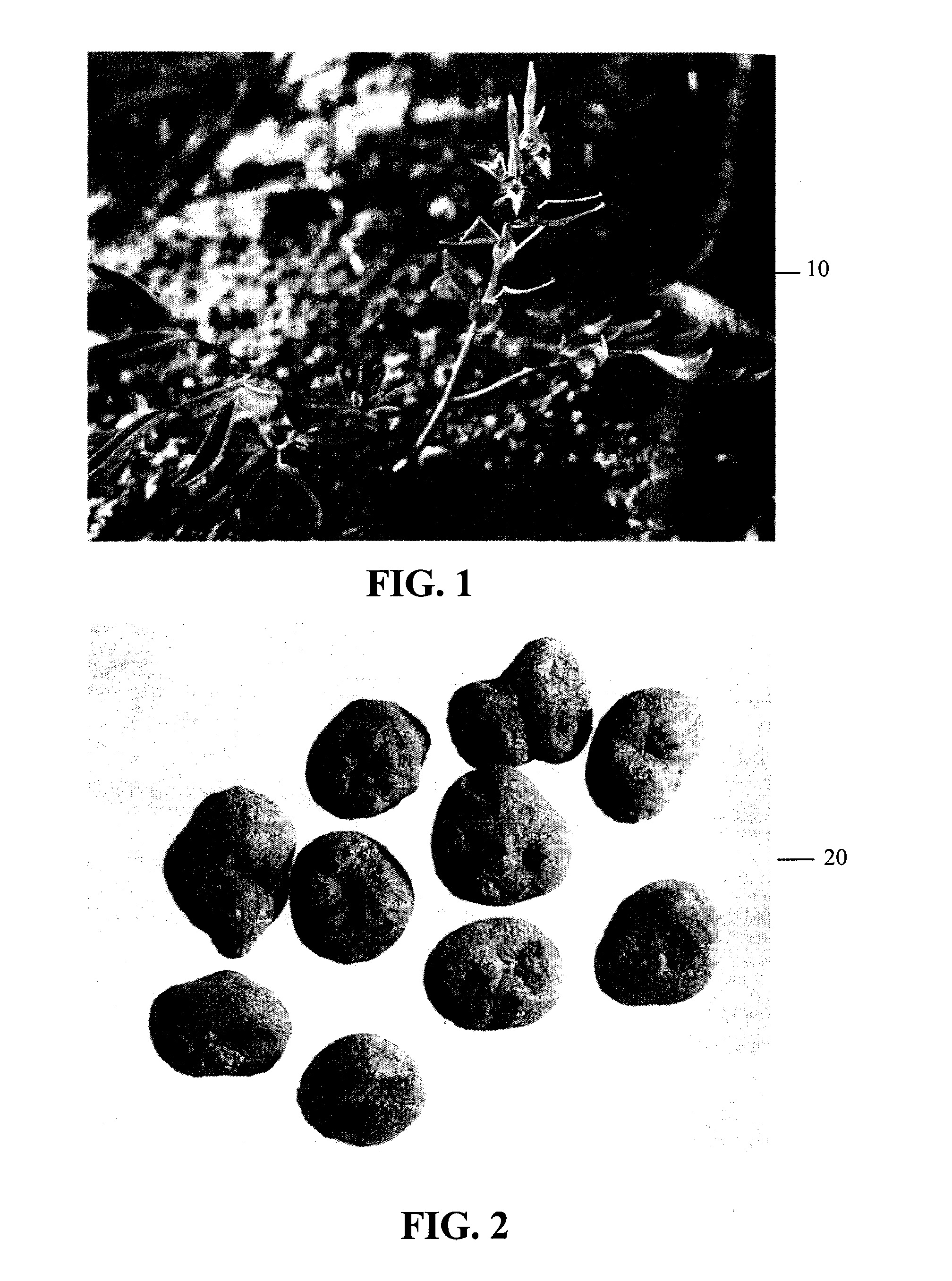 Method for Decreasing Nicotine and Other Substance Use in Humans