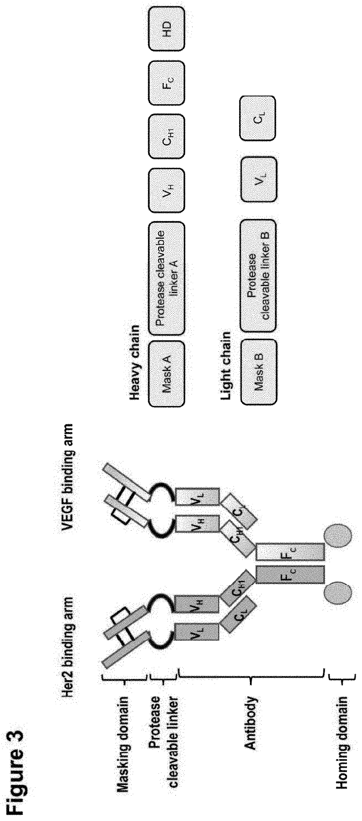 Shielded and homing bispecific antibody that simultaneously inhibits angiogenic pathway targets and her2 family proteins and uses thereof