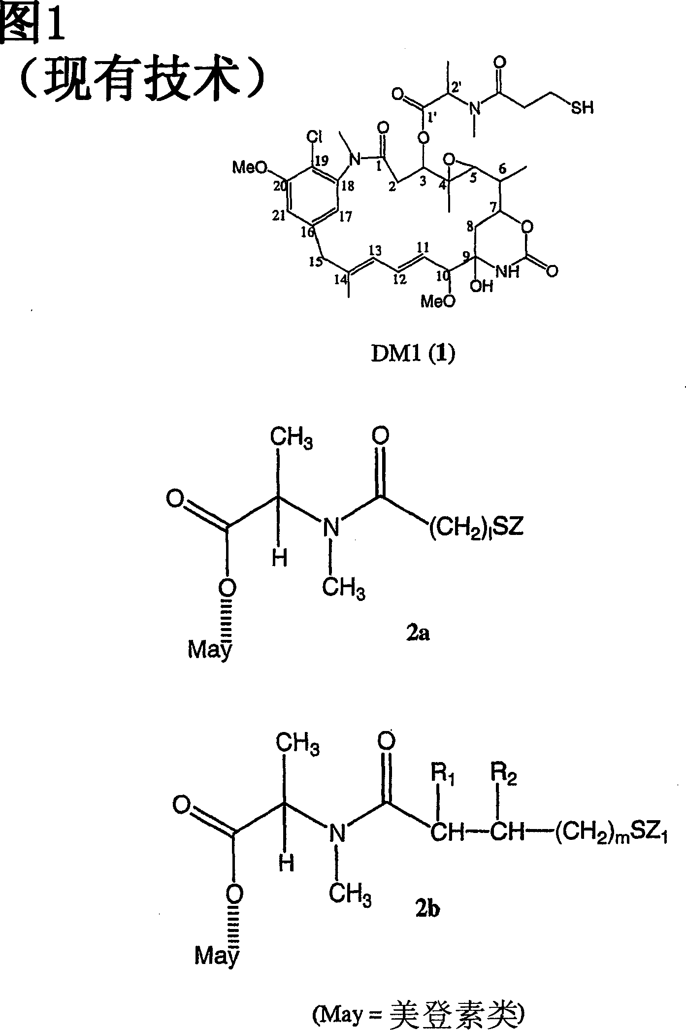 Improved cytotoxic agents comprising new maytansinoids