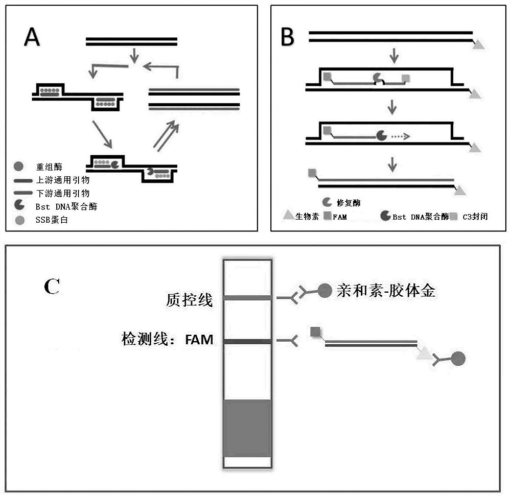 Primer pair and probe for detecting swine-derived component, kit and application thereof