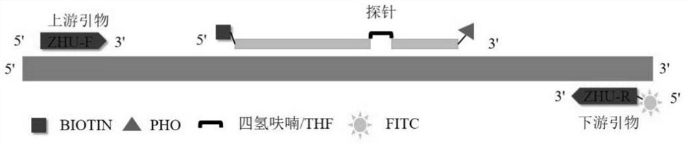 Primer pair and probe for detecting swine-derived component, kit and application thereof