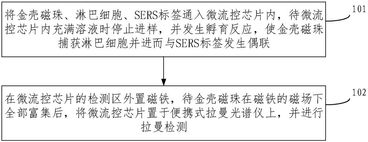 Lymphocyte irradiation damage SERS detection method