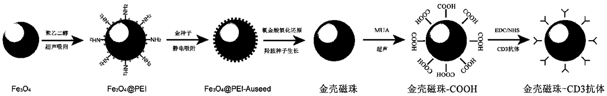 Lymphocyte irradiation damage SERS detection method