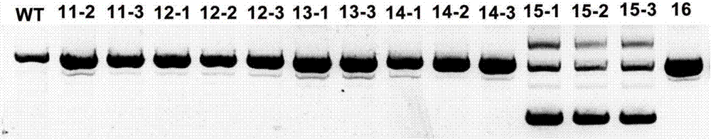 Method for applying CRISPR-Cas9 system to knockout of key gene HPT in VE synthesis pathway of barley