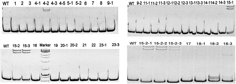 Method for applying CRISPR-Cas9 system to knockout of key gene HPT in VE synthesis pathway of barley