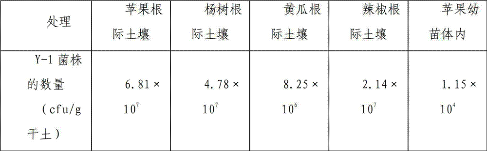 Bacillus subtilis and preparation and application of microbial inoculum thereof