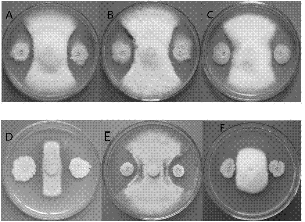 Bacillus subtilis and preparation and application of microbial inoculum thereof