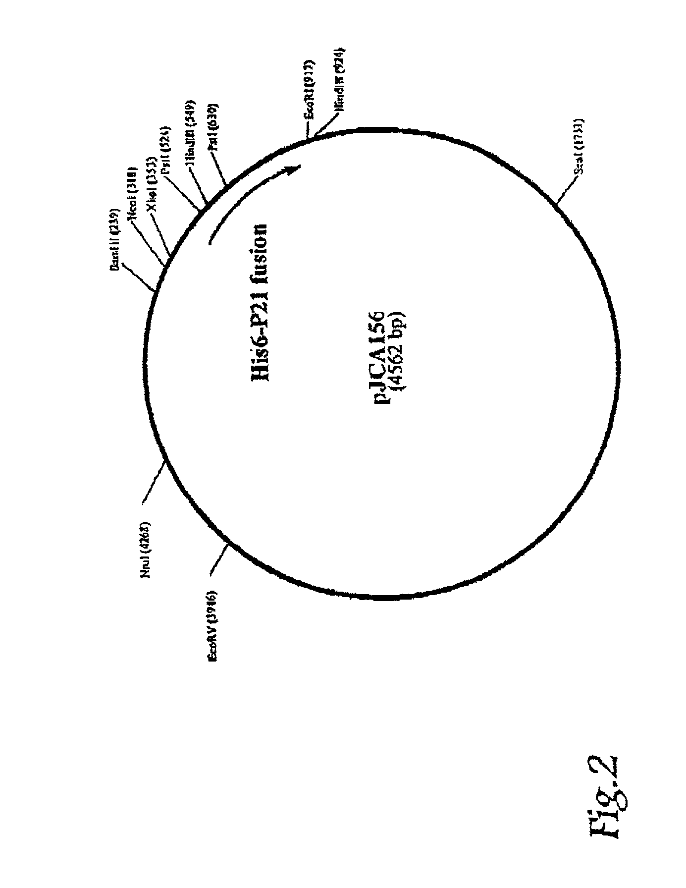 Compositions and vaccines containing antigen(s) of cryptosporidium parvum and of another pathogen