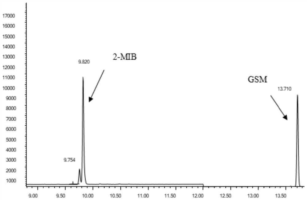 Method for determining geosmin and dimethyl isoborneol in fish body based on rapid pretreatment technology