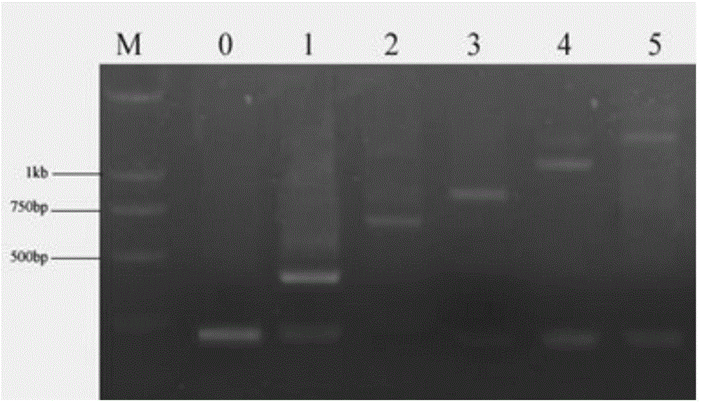 Nature feed additive for microorganism-derived aquatic animals, and application of nature feed additive