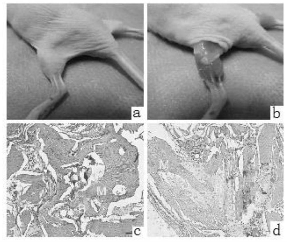 A kind of preparation method of composite bone repair material