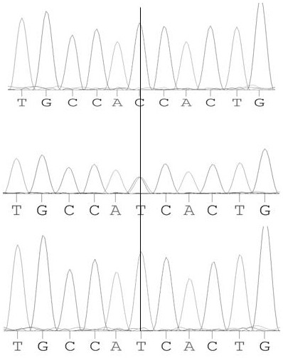 Method and primer for identifying farrowing performance of French landrace