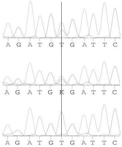 Method and primer for identifying farrowing performance of French landrace