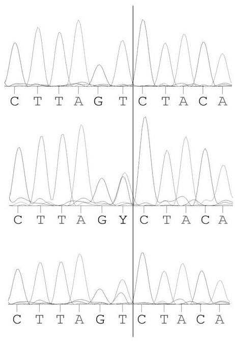 Method and primer for identifying farrowing performance of French landrace