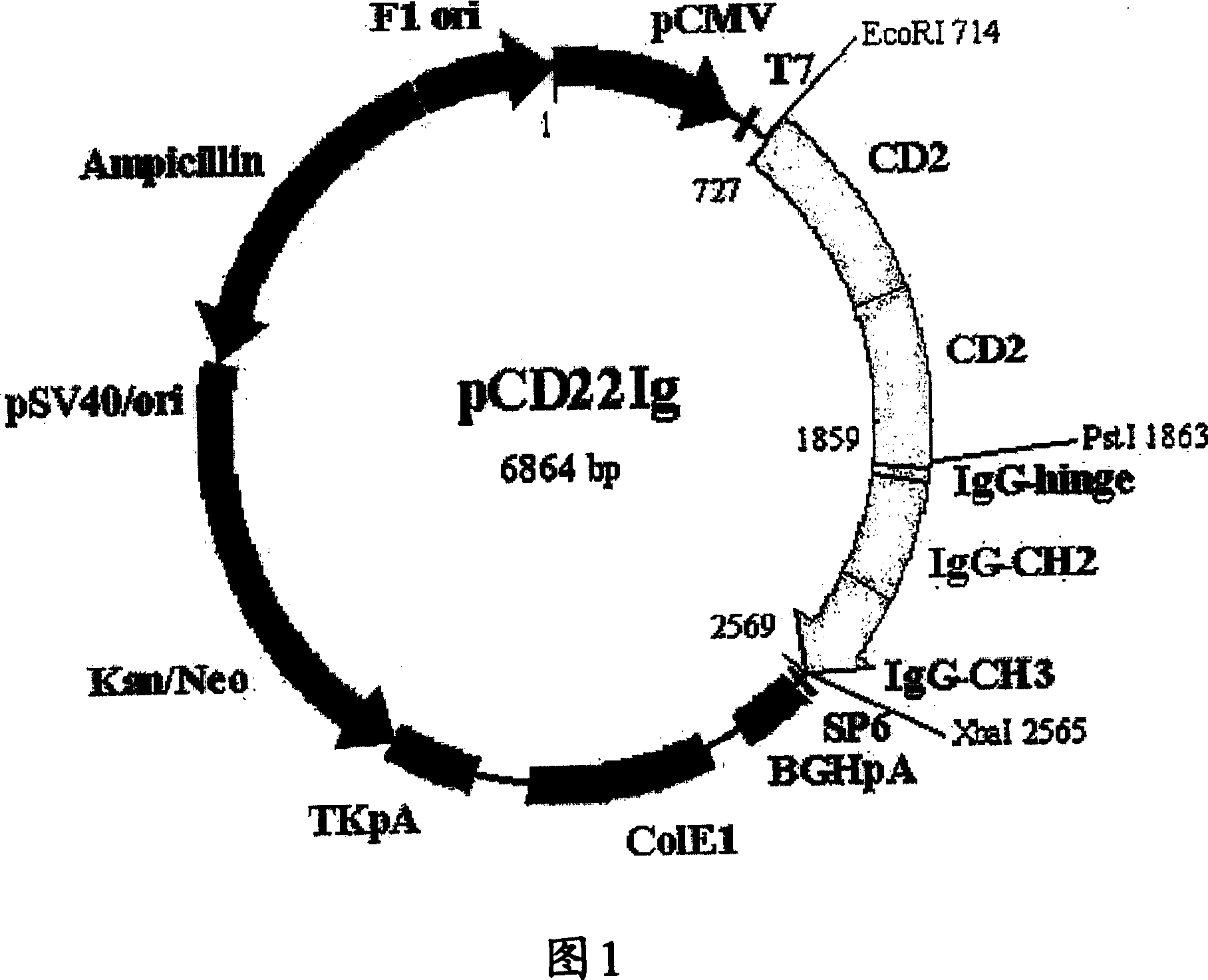 Pharmaceutical composition for treatment of immunological disorders