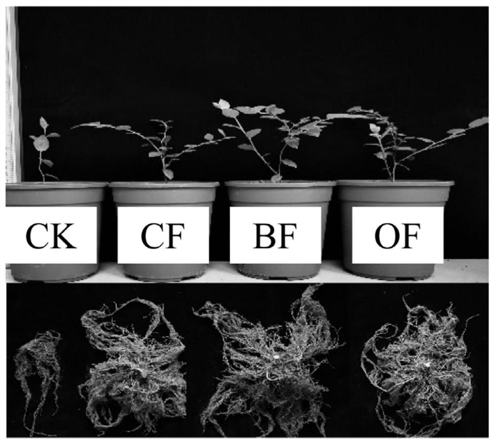 Preparation method and application of trichoderma bio-organic fertilizer special for blueberries