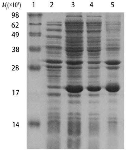 Borrelia garinii OspA protein C-terminal peptide fragment and application thereof