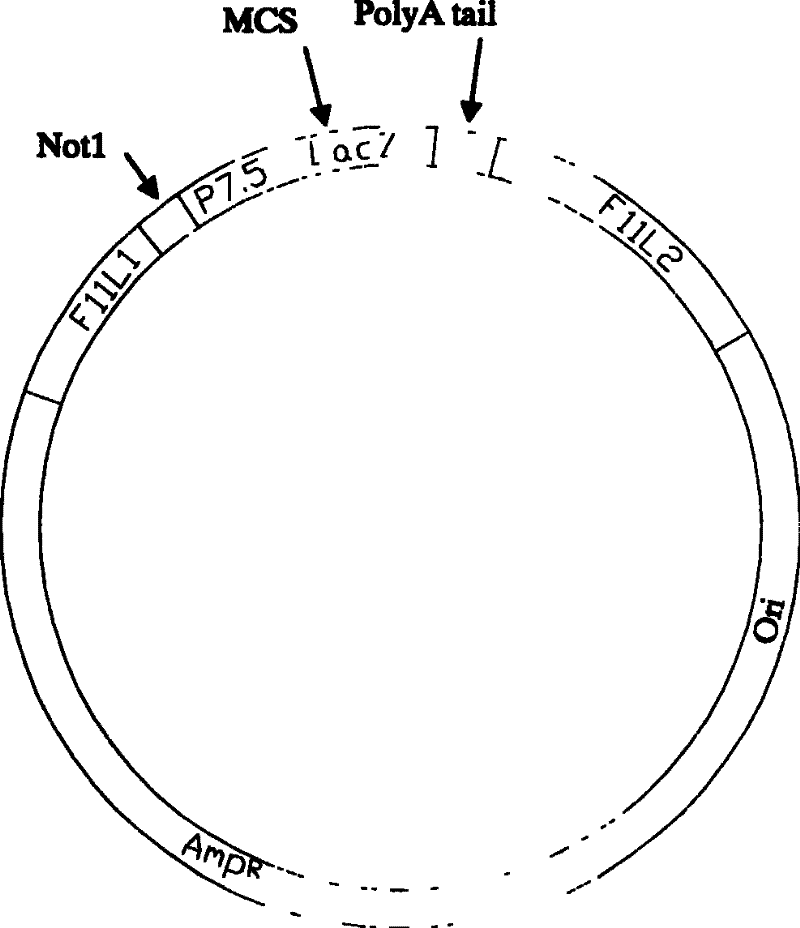 Fowl pox virus double gene expression vector (pg7.5n)