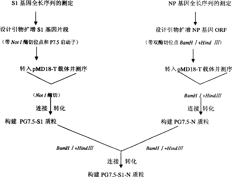 Fowl pox virus double gene expression vector (pg7.5n)